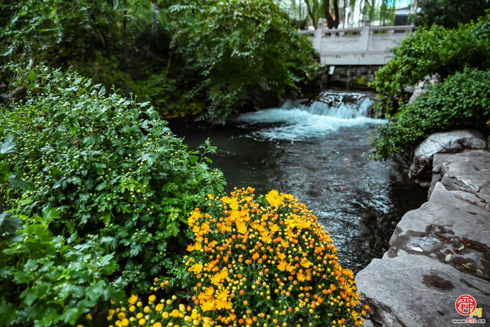 第46届趵突泉金秋菊展即将点亮泉城秋色