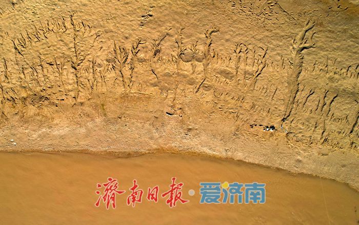 黄河济南段河床现自然 “树影” 奇观