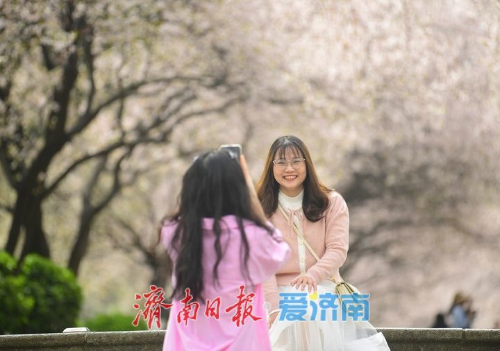 繁花盛开，校园“樱花大道”迎来最美时刻