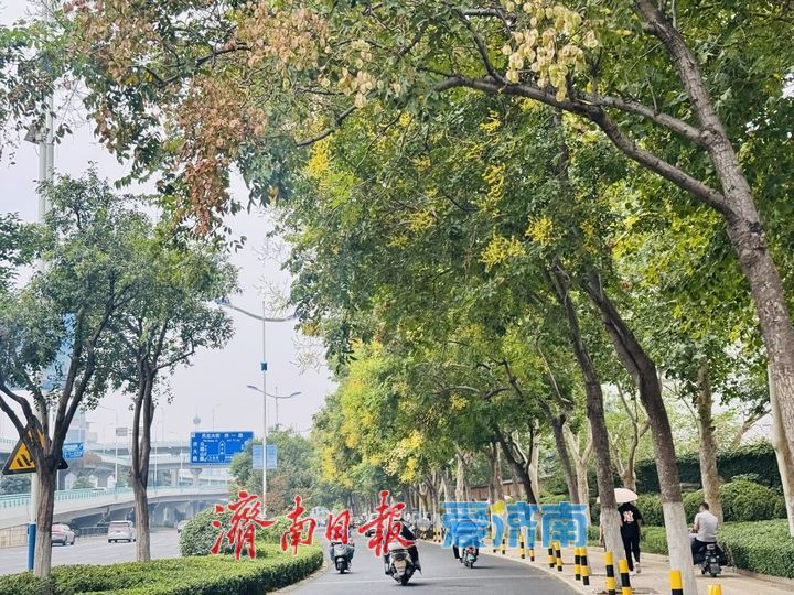 栾树缀满经十路 泉城街头添秋日亮色