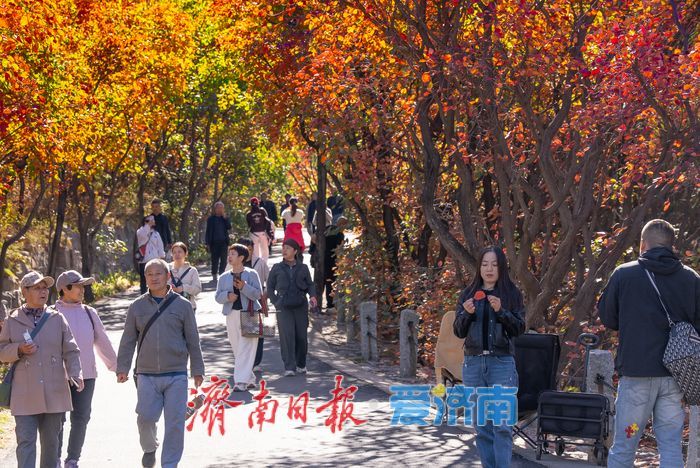 红叶谷秋色如画，文旅热度持续攀升