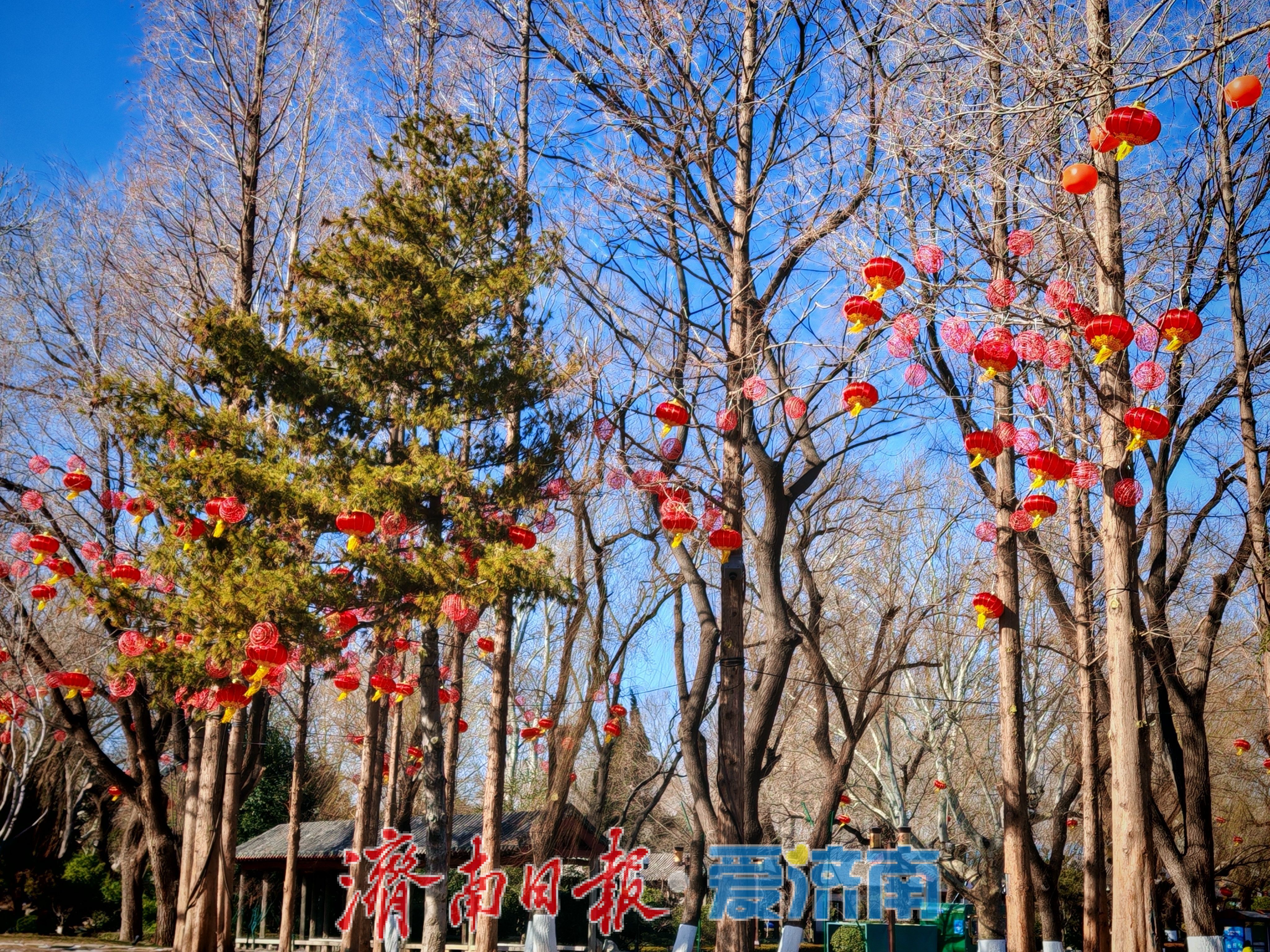 一年四季 泉在济南丨大明湖畔灯笼红 泉城迎春氛围渐浓