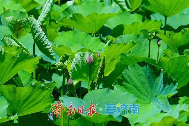 一年四季 泉在济南丨小荷才露尖尖角 解锁夏日温柔诗意