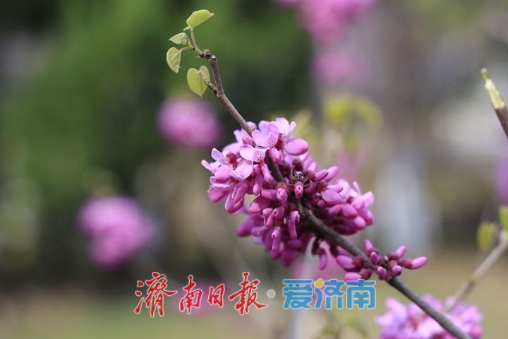 一年四季 泉在济南丨街头繁花盛放 尽赏春日好风光