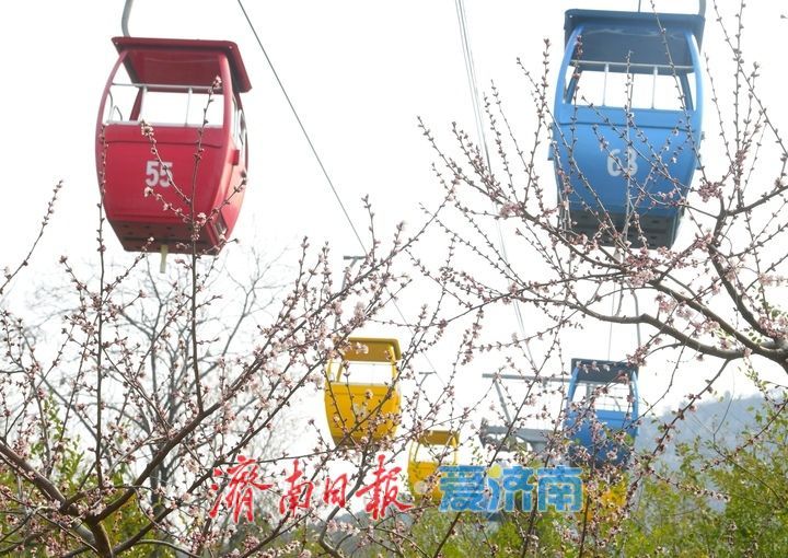 又是一年春时到，桃花依旧笑春风