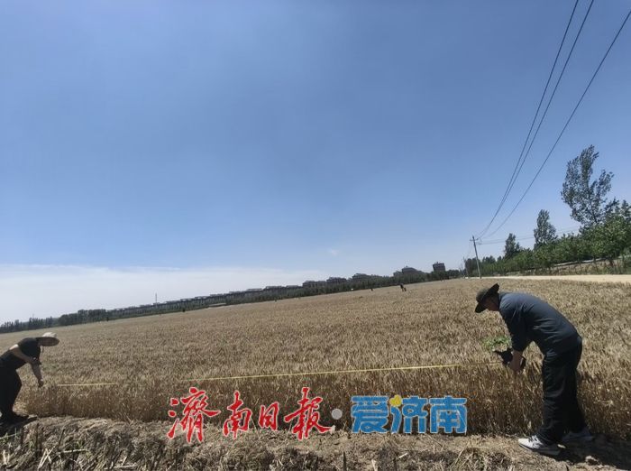 蹲在麦地里“数”收成 济南夏粮实割实测一线见闻