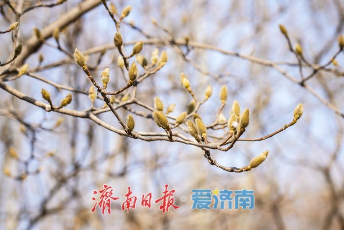 济南百花公园玉兰“含苞待放”