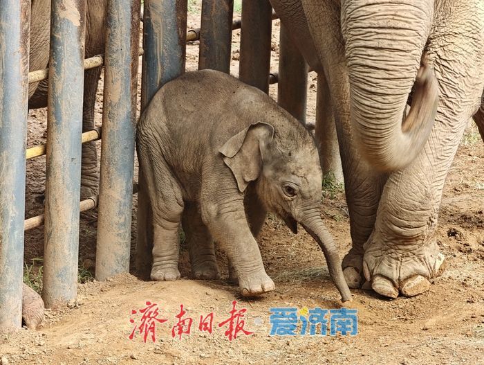 一年四季 泉在济南丨济南动物园喜迎亚洲象新成员，满月“糯米团子”成最萌打卡焦点