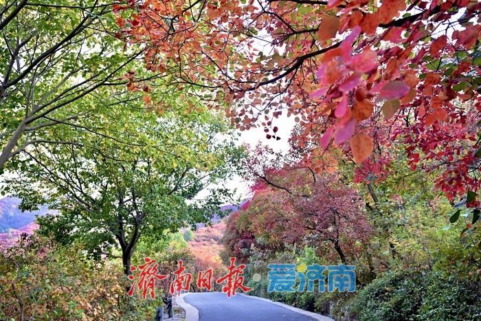一眼沦陷！错过再等一年，济南红叶谷进入最佳观赏期