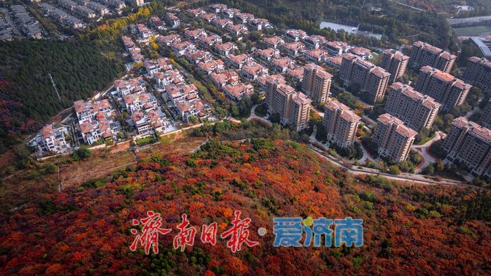 一年四季 泉在济南丨层林尽染！济南蝎子山“平分秋色”美景上线