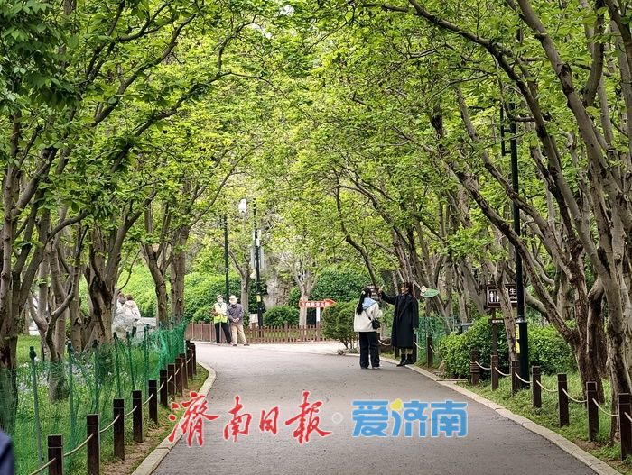 一年四季 泉在济南丨雨后游园享清新