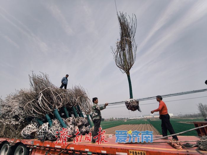 樱花苗木成 “摇钱树” 村民增收有新路