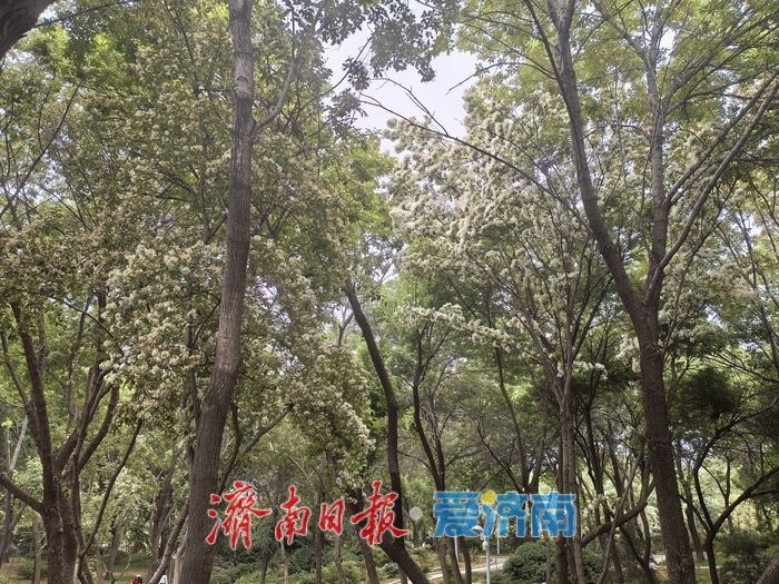 济南暮春限定“顶流”来了！