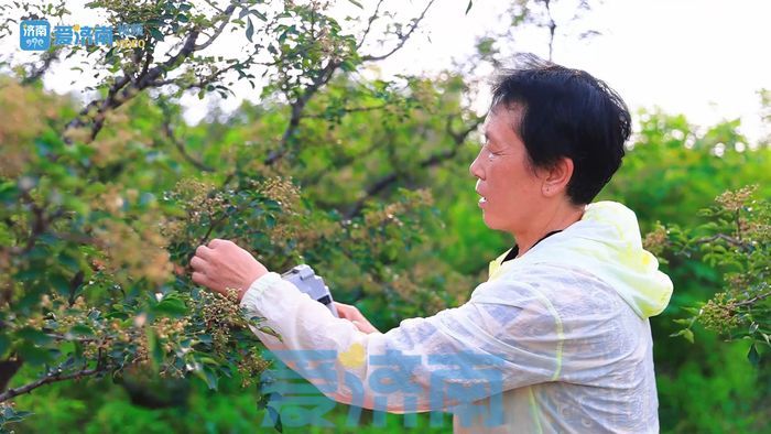 五年花费四十万！莱芜六旬老农发明电动花椒采摘机