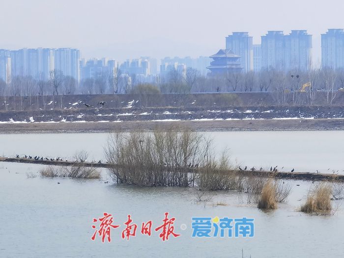 泉城春意浓，水鸟 “绘春图”