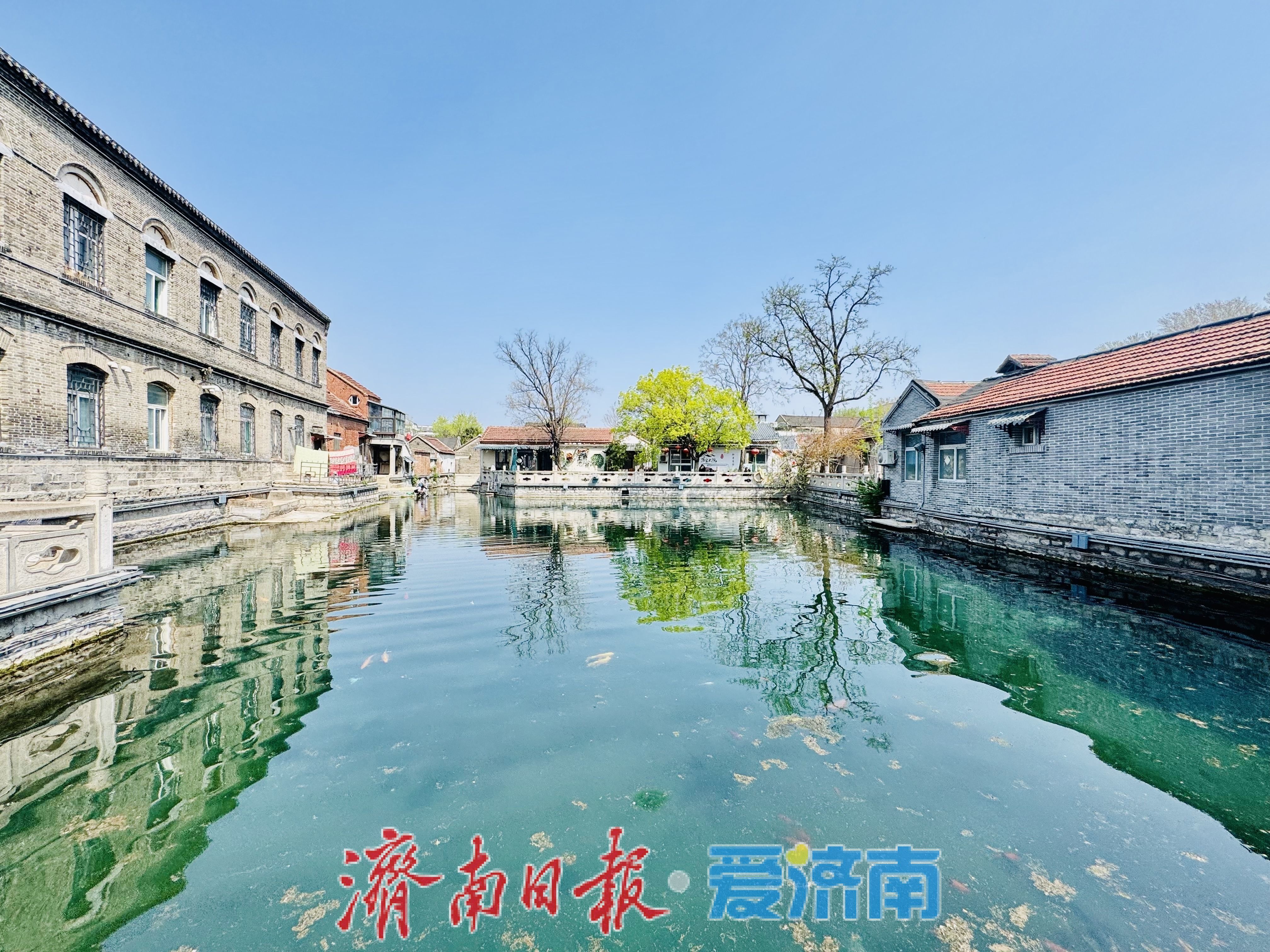 雨后泉城添诗意 王府池子春光入画来