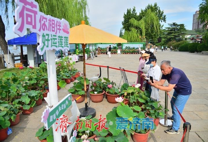 湖光悦色·荷映泉城！济南市第40届荷花艺术节7月3日灿烂启幕