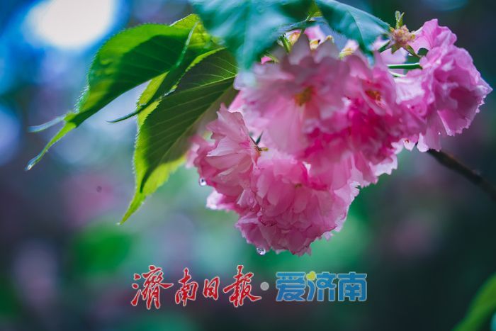 一年四季 泉在济南｜春雨润泉城 济南森林公园春日晨雨后换新颜