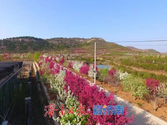 春日暖阳，带你奔赴浪漫花约，济南市特色林果赏花攻略来啦→
