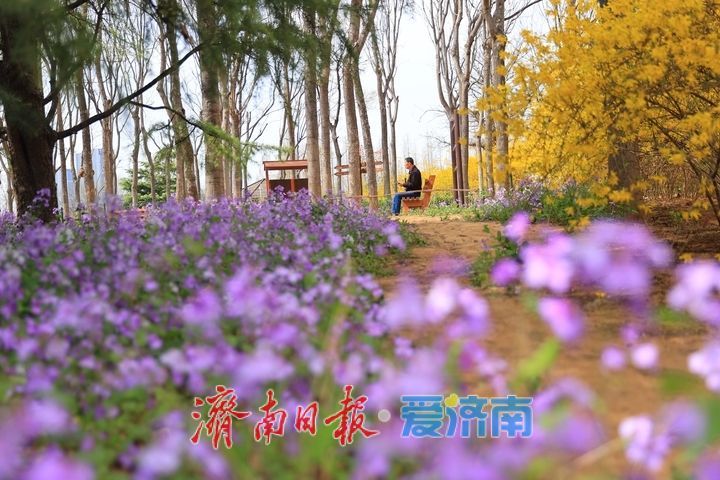 多彩花卉缤纷绽放，济南森林公园赏花正当时！
