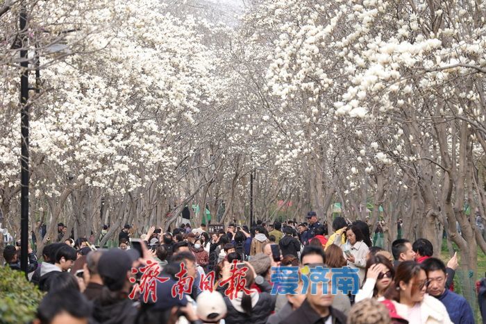 玉兰花开春意浓