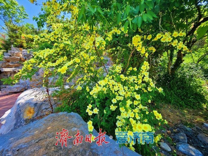 一年四季 泉在济南｜黄刺玫花开映春晖