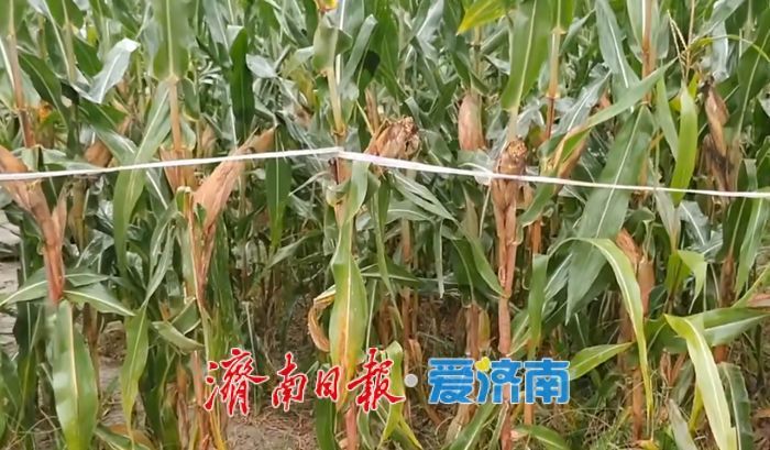 济南打了一场漂亮的秋收“保卫战”