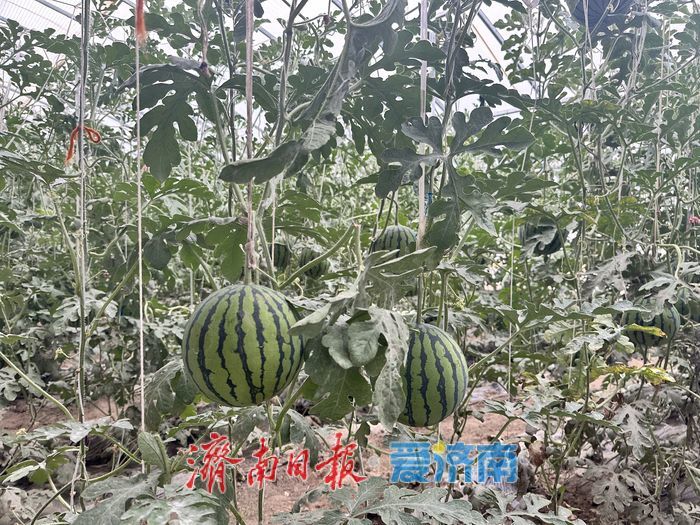 趵眼｜西行千里，济南在雪域高原的“援”与“缘”