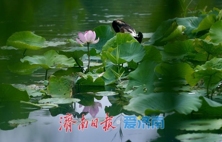 一年四季 泉在济南丨百花洲荷花迎盛花期 夏日尽显泉韵诗意