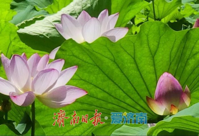 一年四季 泉在济南丨夏日荷花之约，快来泉城公园