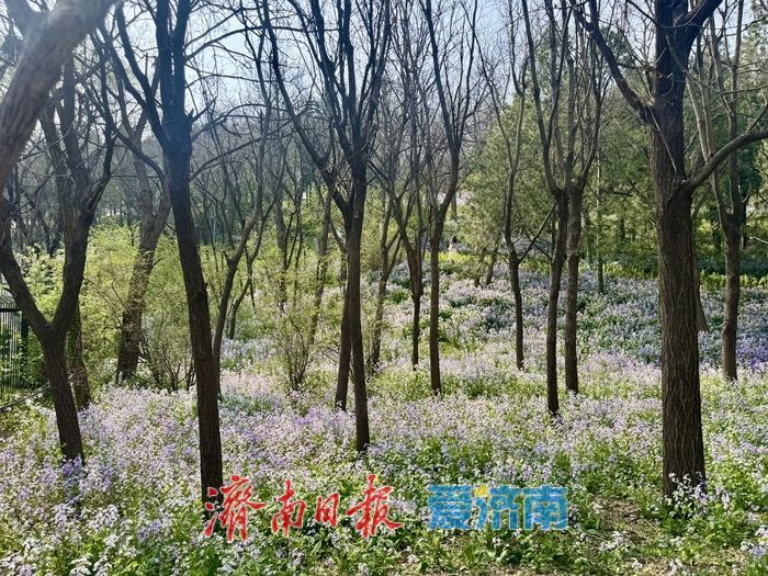 一年四季 泉在济南丨紫韵漫山野！千佛山南麓二月兰盛放成浪漫花海