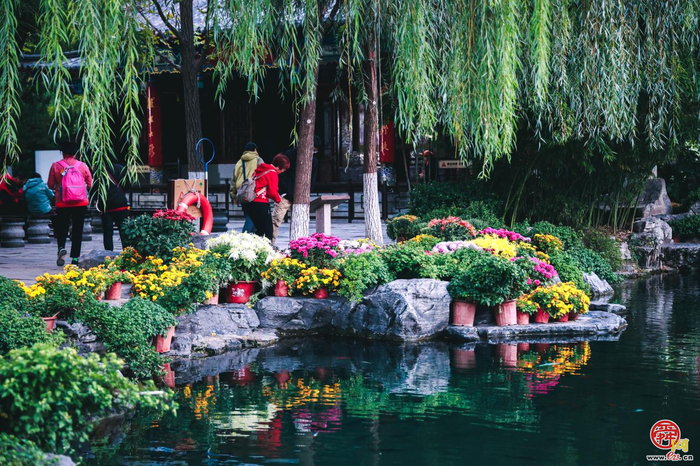 第46届趵突泉金秋菊展即将点亮泉城秋色