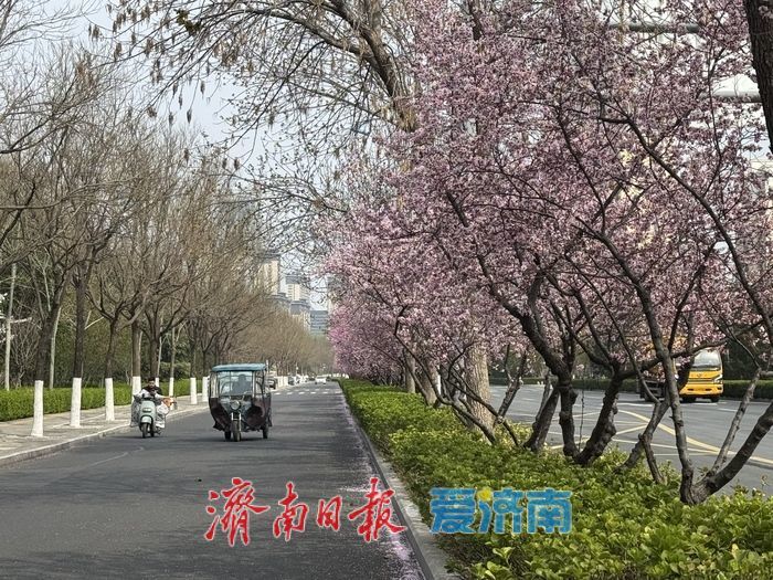 梅花映街景 泉城春意浓