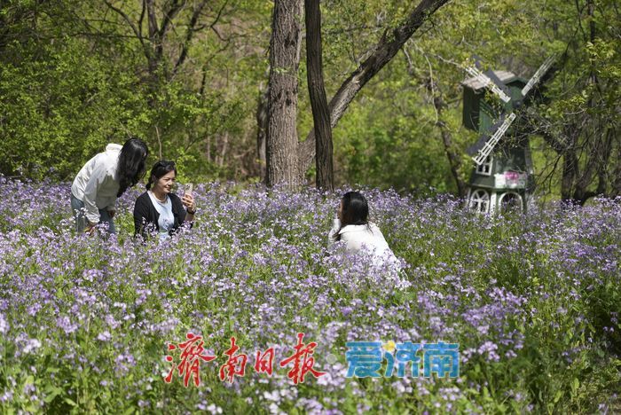 春日限定紫色浪漫！红叶谷二月兰进入最佳观赏期