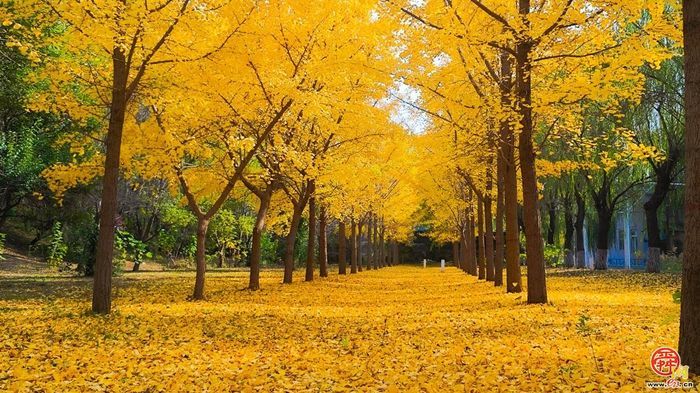 奔跑在黄河岸边的生态长廊，吴家堡高质量发展的新密码