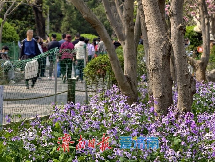 一年四季 泉在济南丨春日限定！百花公园二月兰盛放