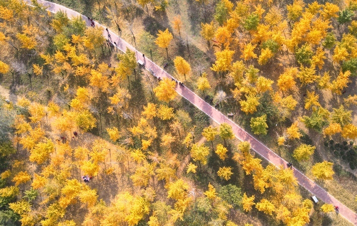 黄叶飘舞大地铺金，济南千亩银杏林迎来最美时刻