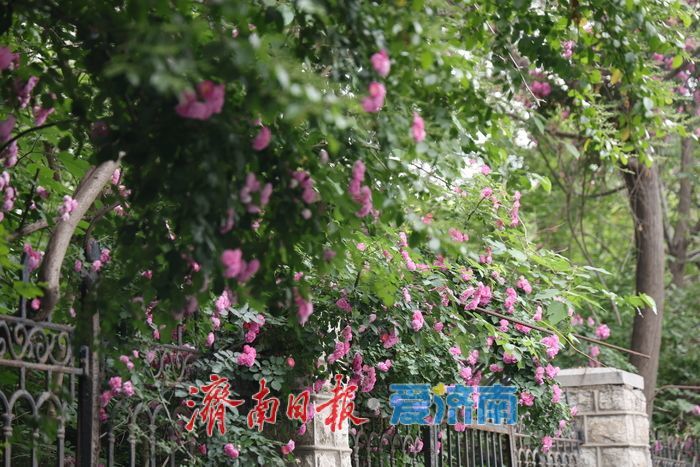 千佛山蔷薇花带扮靓登山路 “花漾”景致引游客驻足流连