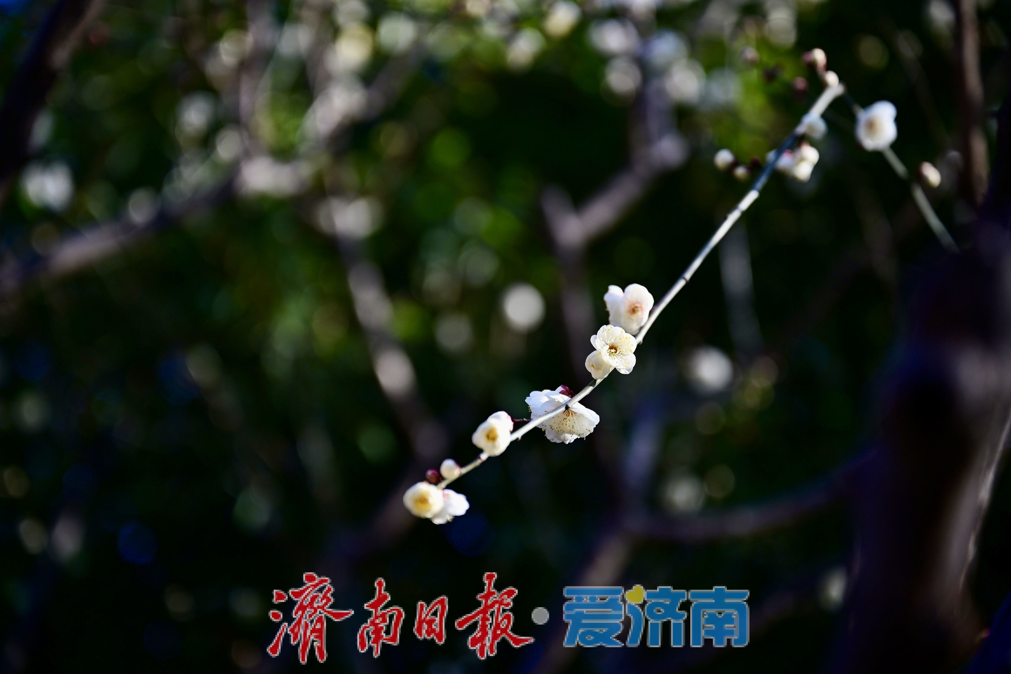 冬寒梅独秀 五龙潭梅花一月绽枝头