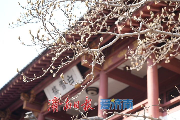 白雪楼前玉兰花含苞待放