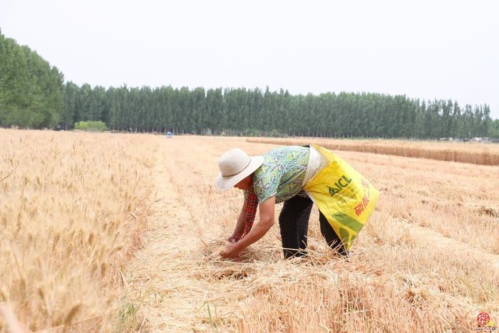 三夏生产美如画  金穗飘香迎丰收——白云湖街道“三夏”生产紧锣密鼓