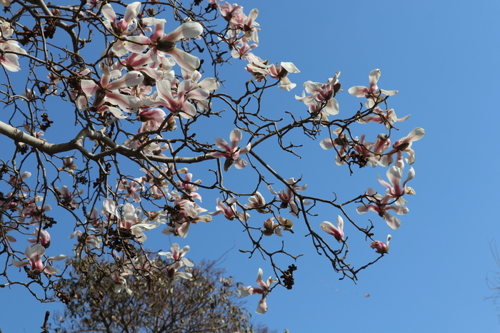沉浸式感受济南这座城的春天