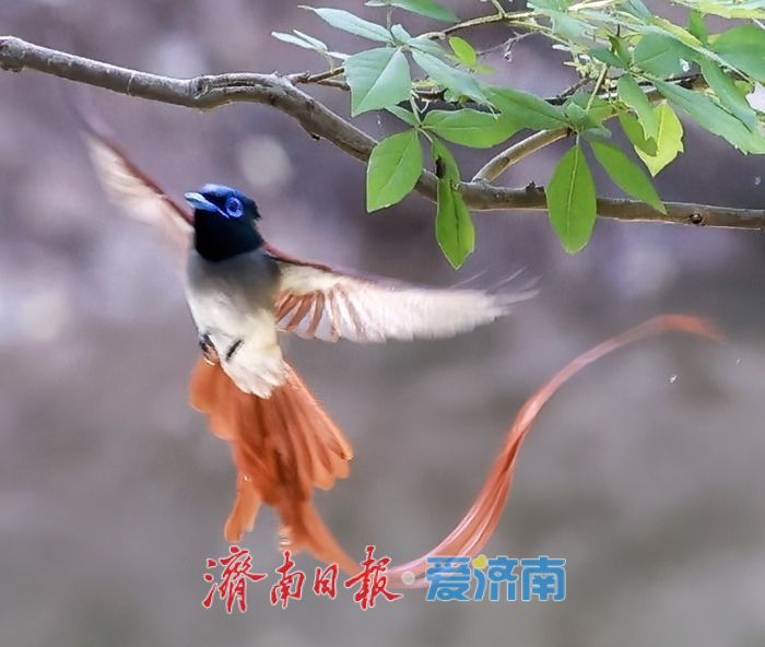 十年“打鸟”记录完整生态改善链条 济南生态向好引鸟类“安家”