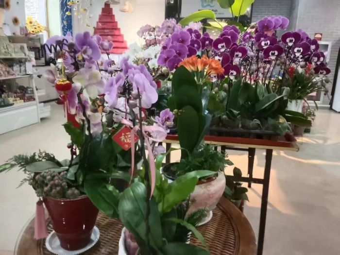 赏花购年货一站式解锁，济南公园里的新春盛典来啦