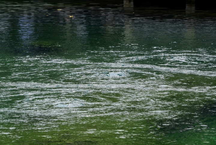 趵突泉水位节节攀升，“水涌若轮”景观已渐显