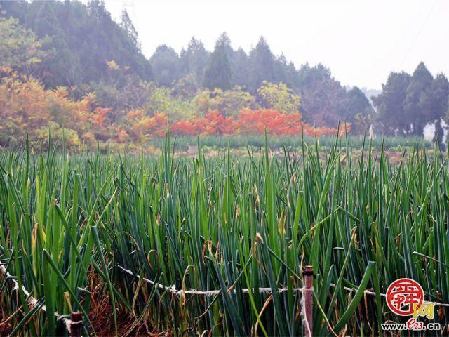 章丘绣惠街道：6000亩原产地大葱即将全面上市
