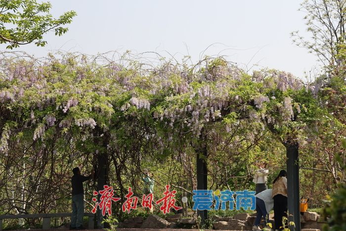 泉城公园“紫藤瀑布”成为新晋打卡点