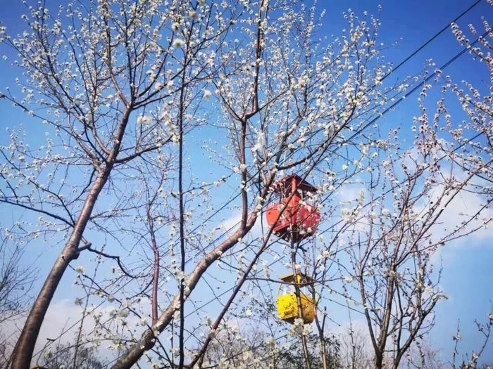 看这里！市属九大公园景区这样赏花打卡