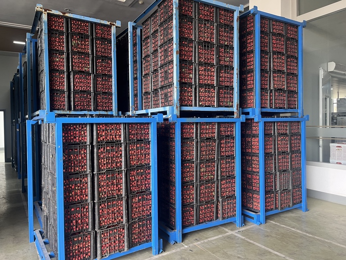 红山楂变身“金疙瘩”，解锁“亿元村”致富密码