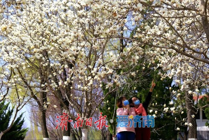 看玉兰花，还有济南植物园